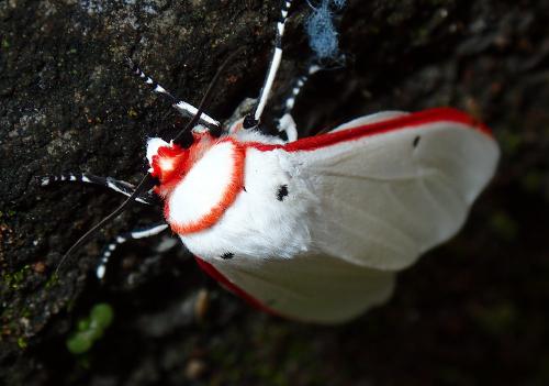 Aloa sp.